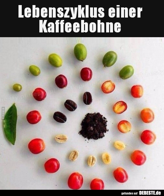 Lebenszyklus einer Kaffeebohne..