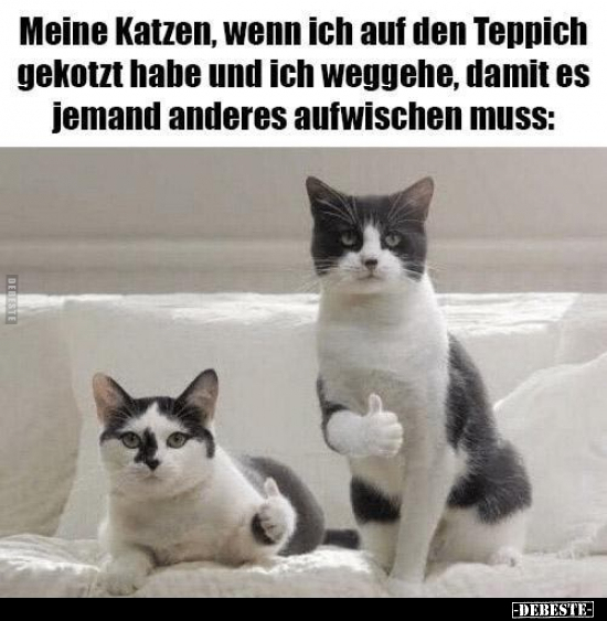 Meine Katzen, wenn ich auf den Teppich gekotzt habe und ich.. - Lustige Bilder | DEBESTE.de