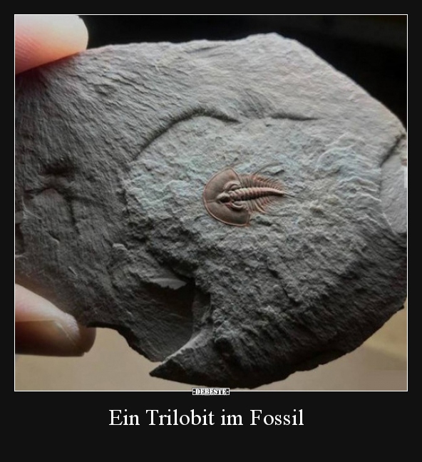 Ein Trilobit im Fossil..