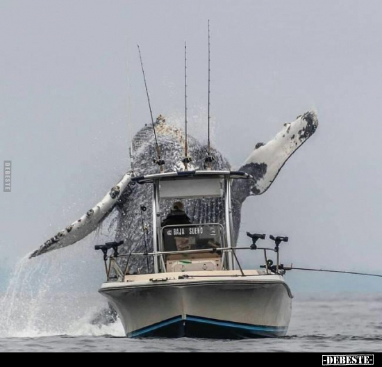  - Lustige Bilder | DEBESTE.de