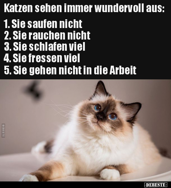 Lustige Bilder zum Thema: Katzen, Katze, Wunder, Saufen