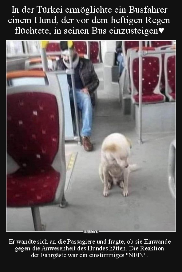 In der Türkei ermöglichte ein Busfahrer einem Hund.. - Lustige Bilder | DEBESTE.de