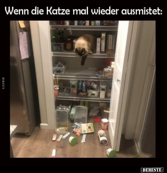 Wenn die Katze mal wieder ausmistet.. - Lustige Bilder | DEBESTE.de