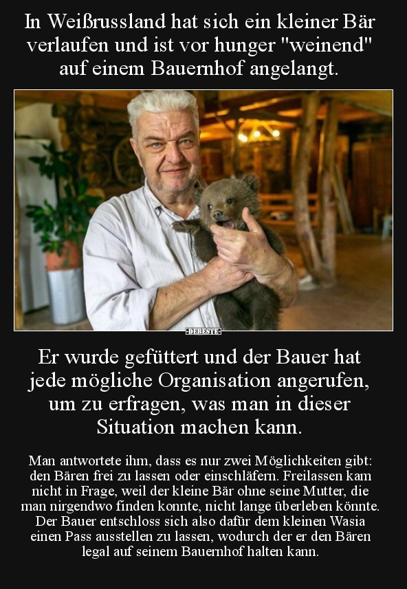 In Weißrussland hat sich ein kleiner Bär verlaufen und ist..