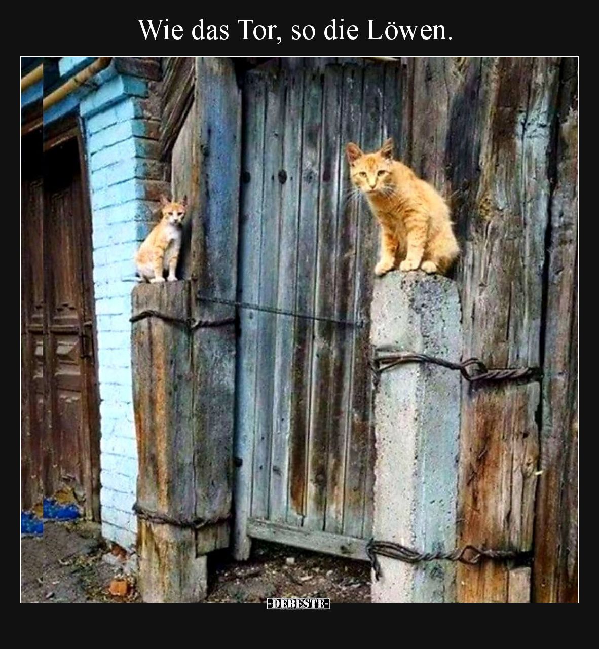 Wie das Tor, so die Löwen... - Lustige Bilder | DEBESTE.de