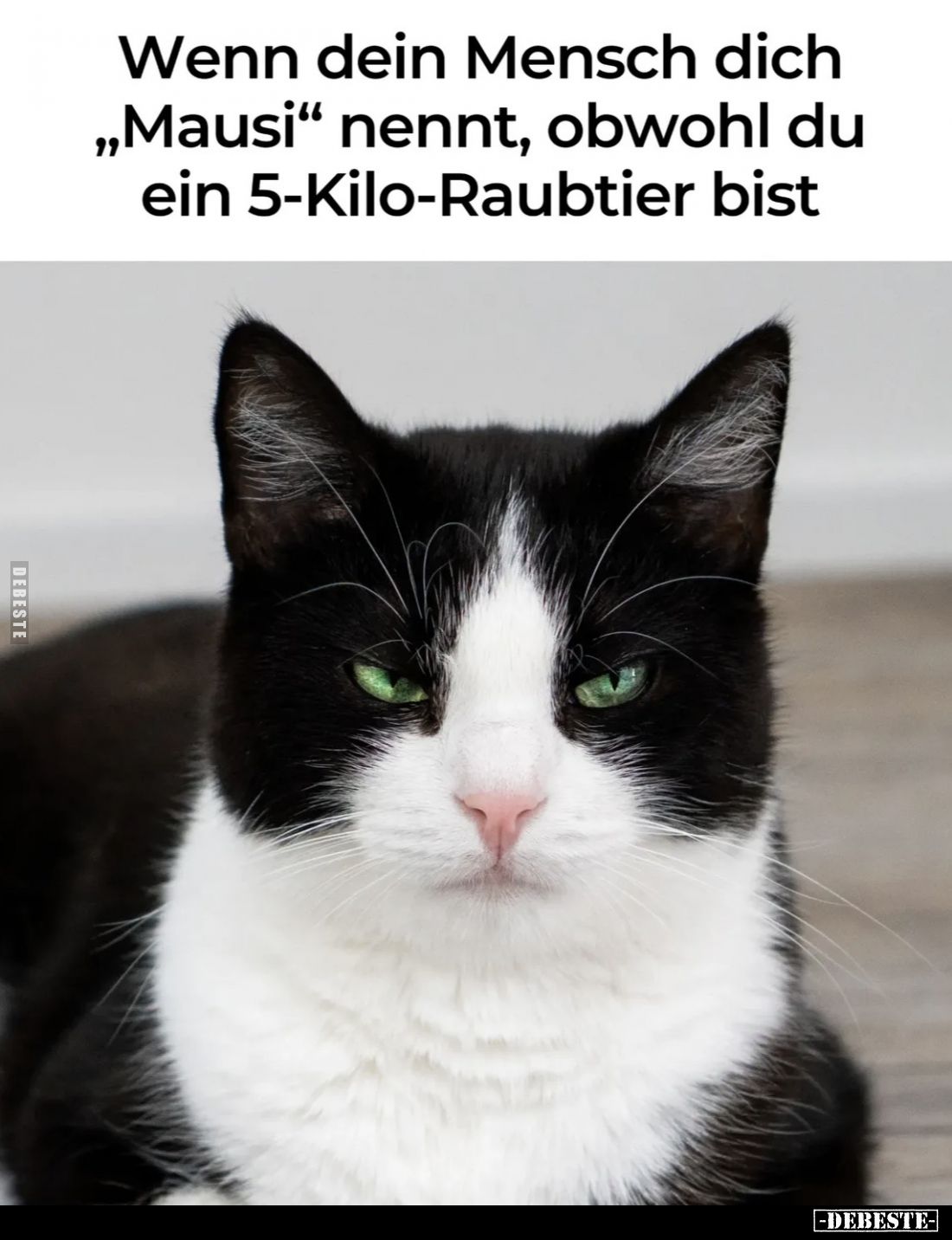 Wenn dein Mensch dich "Mausi" nennt, obwohl du ein 5-Kilo-Raubtier bist