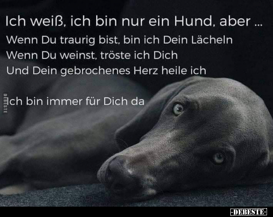 Ich weiß, ich bin nur ein Hund, aber... Wenn Du traurig.. - Lustige Bilder | DEBESTE.de