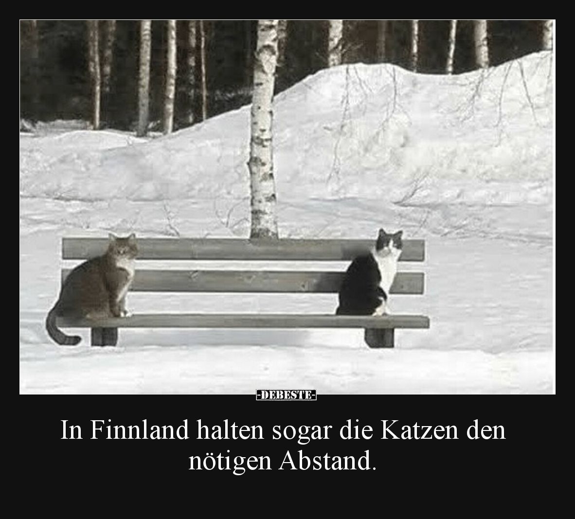 In Finnland halten sogar die Katzen den nötigen Abstand.
