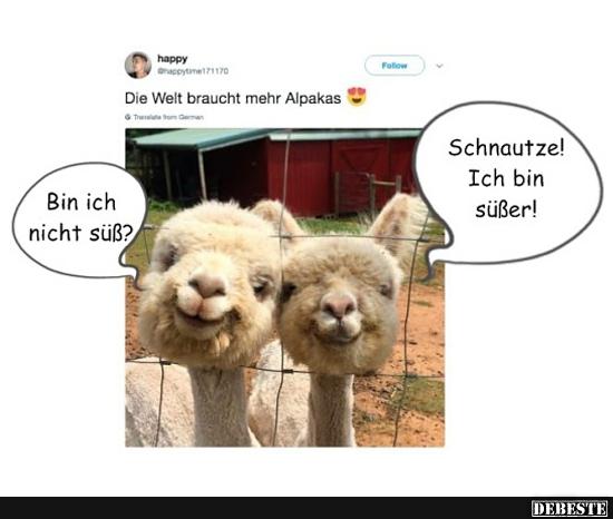 Die Welt braucht mehr Alpakas.. - Lustige Bilder | DEBESTE.de