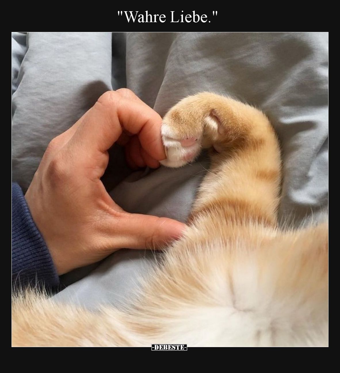 "Wahre Liebe.".. - Lustige Bilder | DEBESTE.de