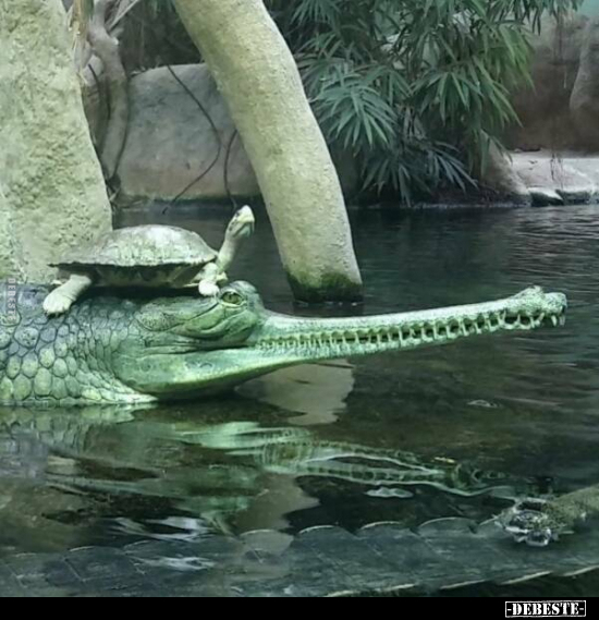  - Lustige Bilder | DEBESTE.de