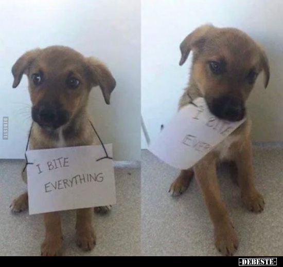  - Lustige Bilder | DEBESTE.de