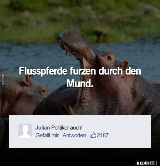 Flusspferde furzen durch den Mund... - Lustige Bilder | DEBESTE.de
