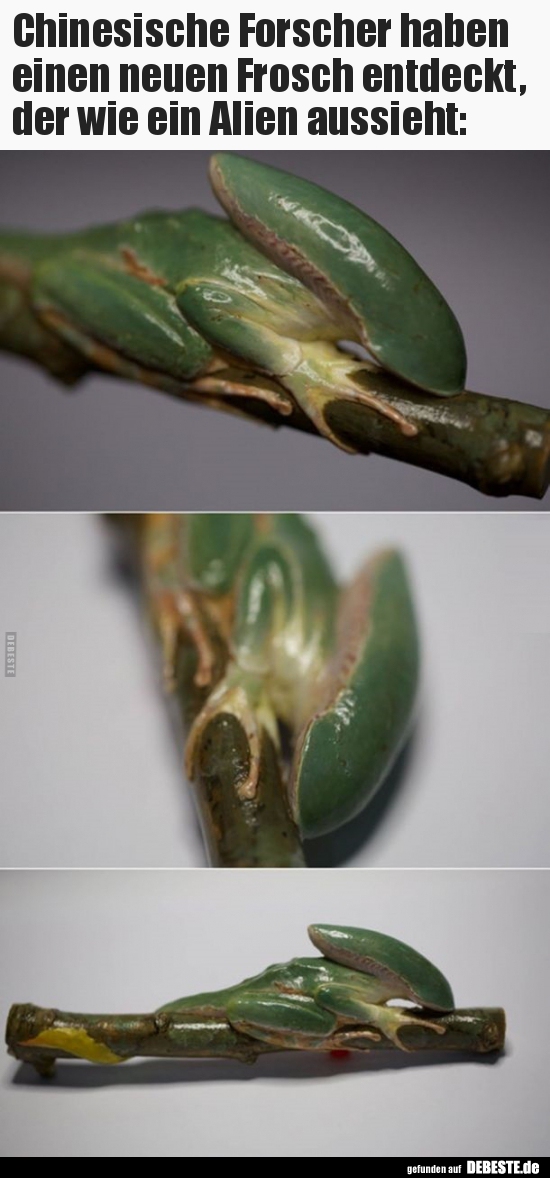 Chinesische Forscher haben einen neuen Frosch entdeckt, der..