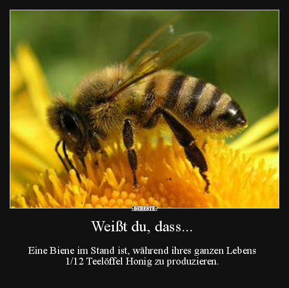 Bienen Sprüche Lustig | Lebens Sprüche