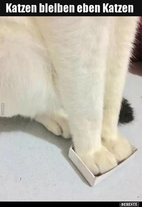 Katzen bleiben eben Katzen..
