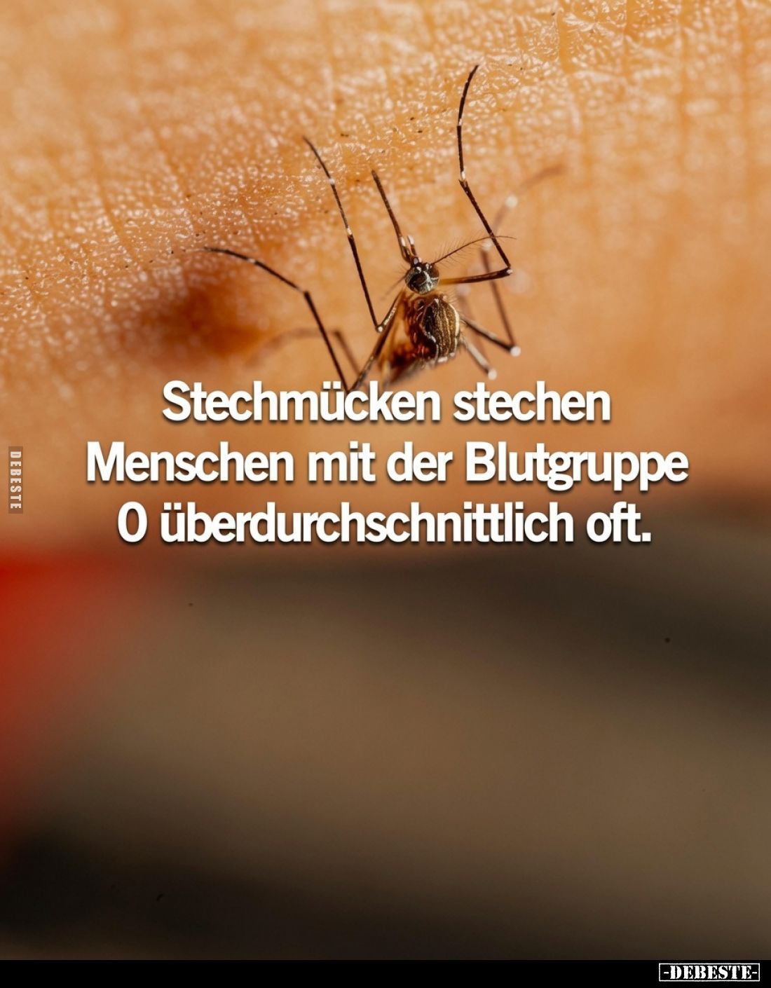 Stechmücken stechen Menschen mit der Blutgruppe 0 überdurchschnittlich oft.
