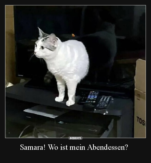 Samara! Wo ist mein Abendessen?.. - Lustige Bilder | DEBESTE.de