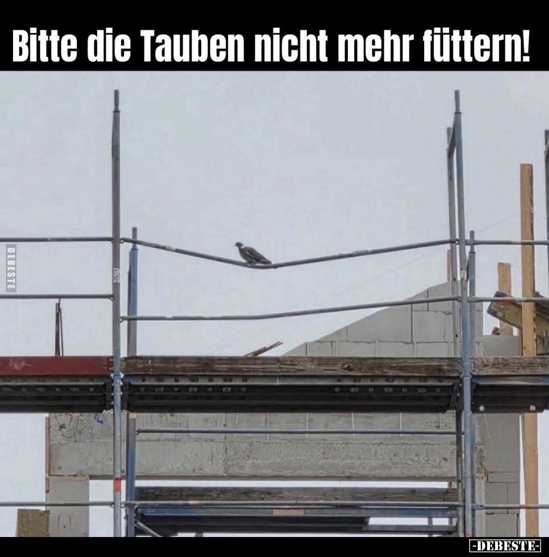 Bitte die Tauben nicht mehr füttern!