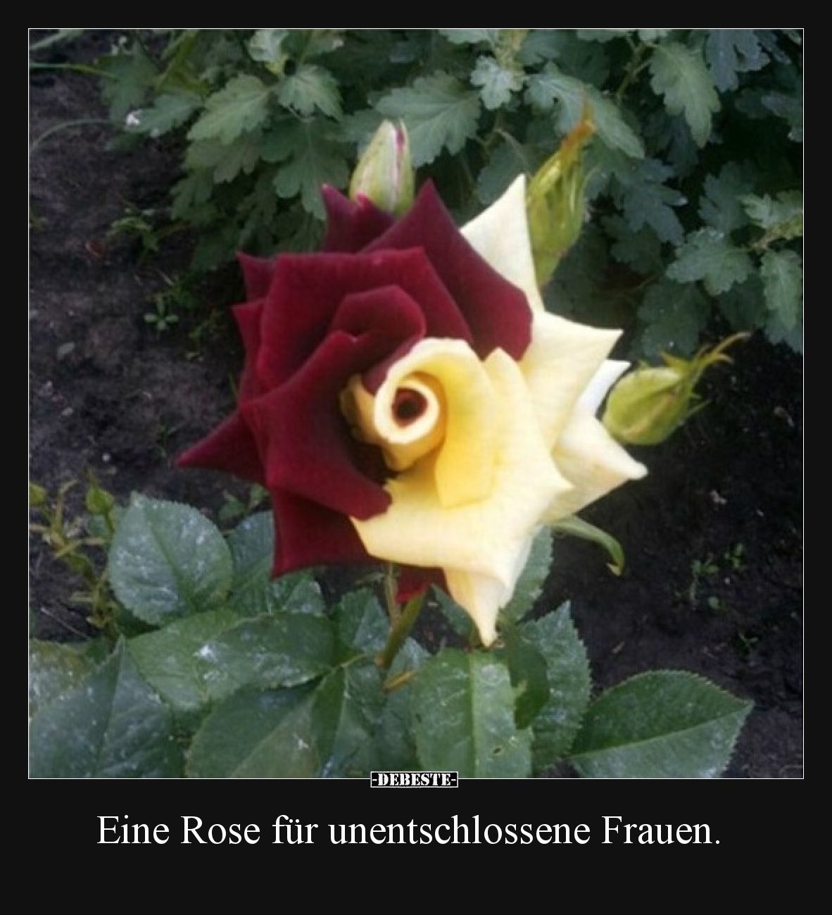 Eine Rose für unentschlossene Frauen