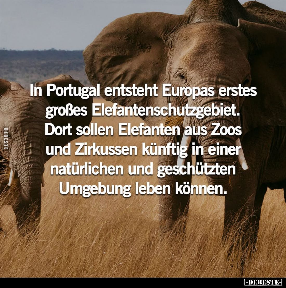 In Portugal entsteht Europas erstes großes Elefantenschutzgebiet.
Dort sollen Elefanten aus Zoos und Zirkussen künftig in ei...