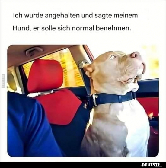 Ich wurde angehalten und sagte meinem Hund.. - Lustige Bilder | DEBESTE.de