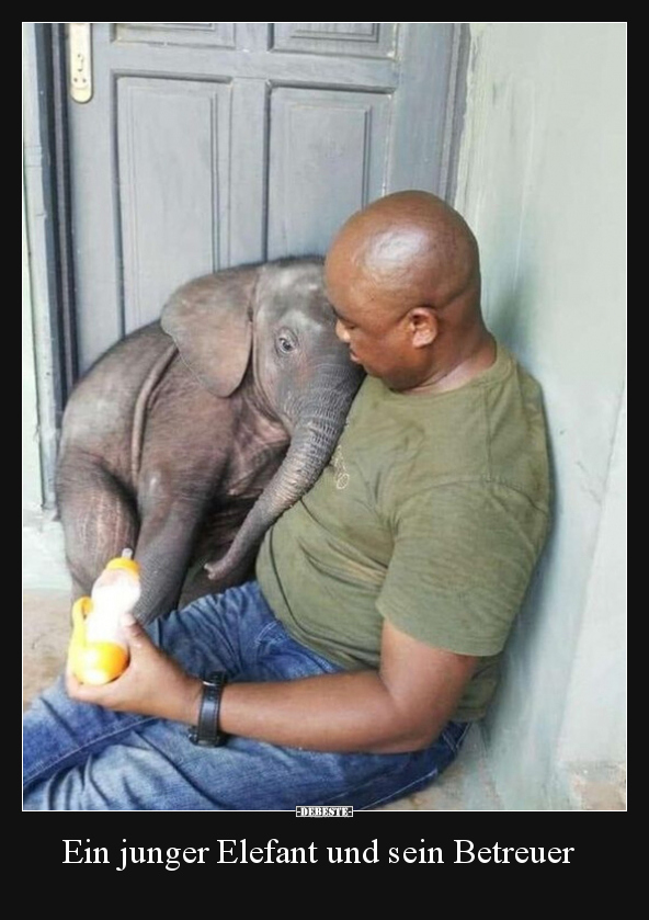 Ein junger Elefant und sein Betreuer.. - Lustige Bilder | DEBESTE.de