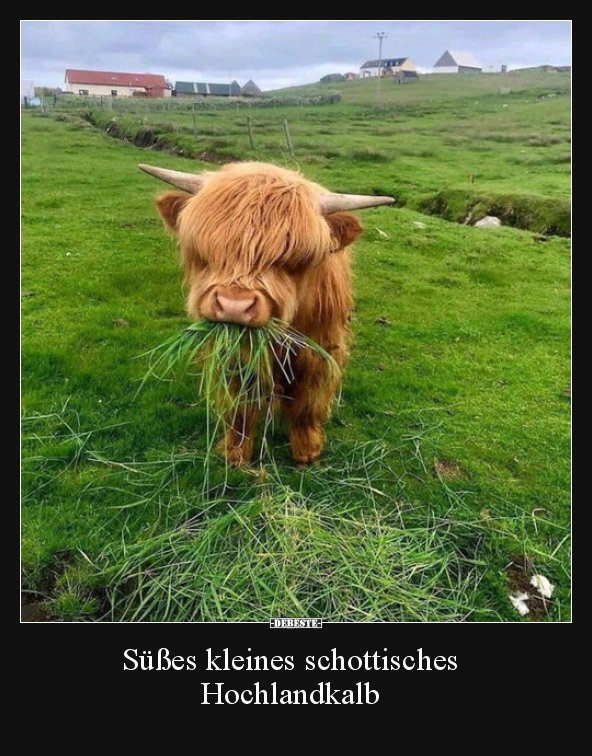 Süßes kleines schottisches Hochlandkalb..