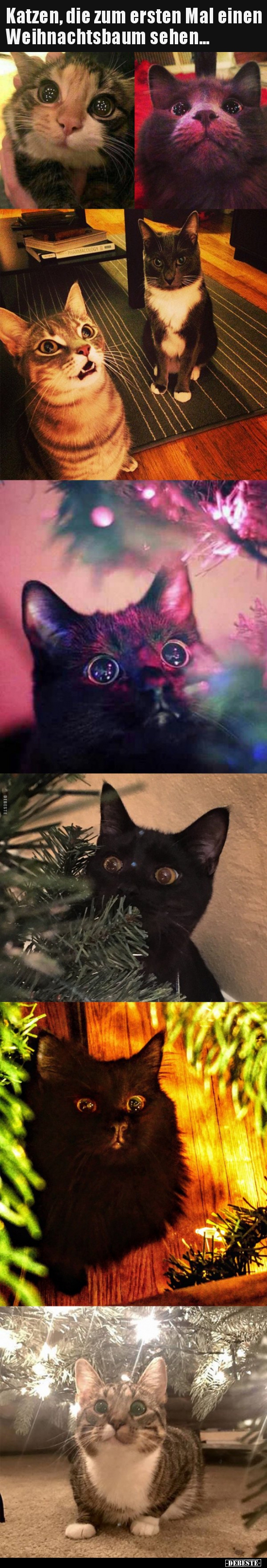 Katzen, die zum ersten Mal einen Weihnachtsbaum..