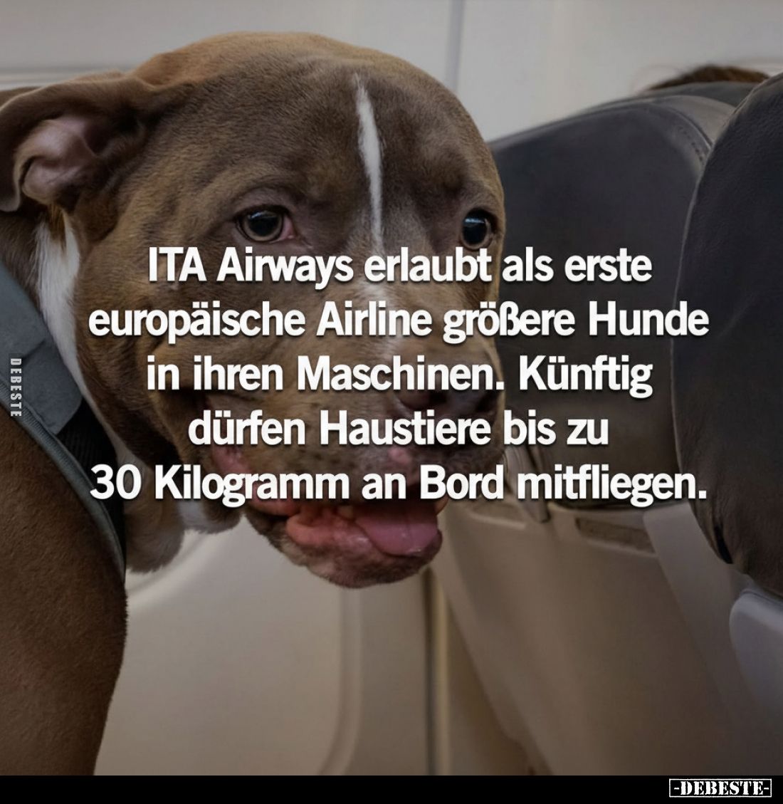 ITA Airways erlaubt als erste europäische Airline größere Hunde in ihren Maschinen. Künftig dürfen Haustiere bis zu 30 Kilogr...