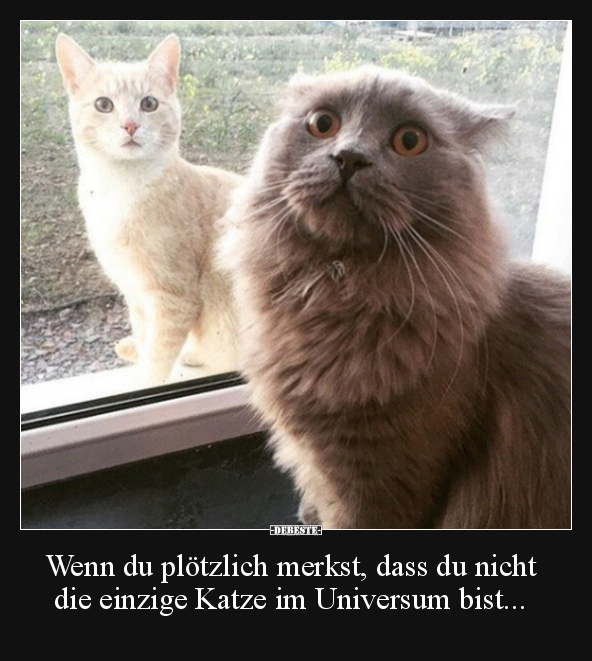 Wenn du plötzlich merkst, dass du nicht die einzige Katze.. - Lustige Bilder | DEBESTE.de