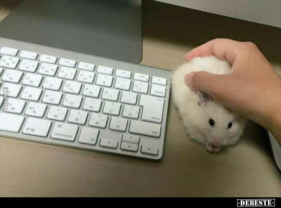  - Lustige Bilder | DEBESTE.de