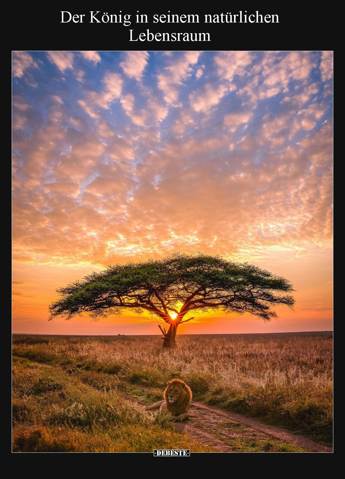 Der König in seinem natürlichen Lebensraum