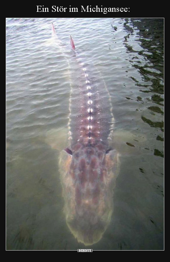 Ein Stör im Michigansee..