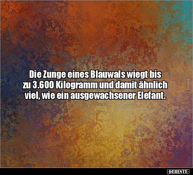 Die Zunge eines Blauwals wiegt bis zu 3.600 Kilogramm.. - Lustige Bilder | DEBESTE.de