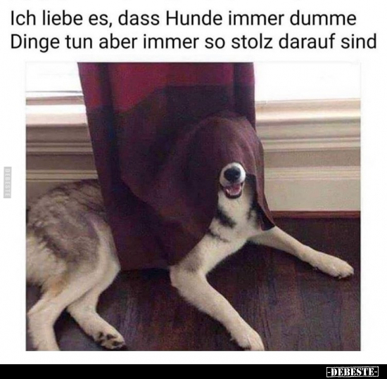Ich liebe es, dass Hunde immer dumme Dinge.. - Lustige Bilder | DEBESTE.de