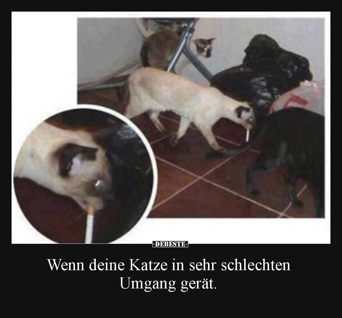 Wenn deine Katze in sehr schlechten Umgang gerät.