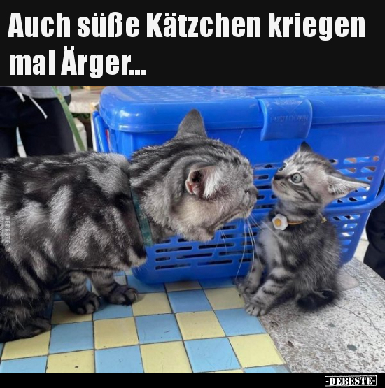 Auch süße Kätzchen kriegen mal Ärger... - Lustige Bilder | DEBESTE.de