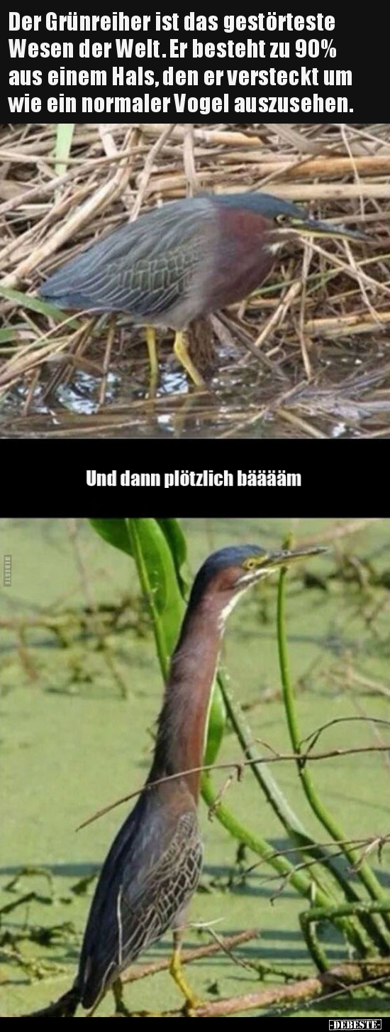 Der Grünreiher ist das gestörteste Wesen der Welt. Er..