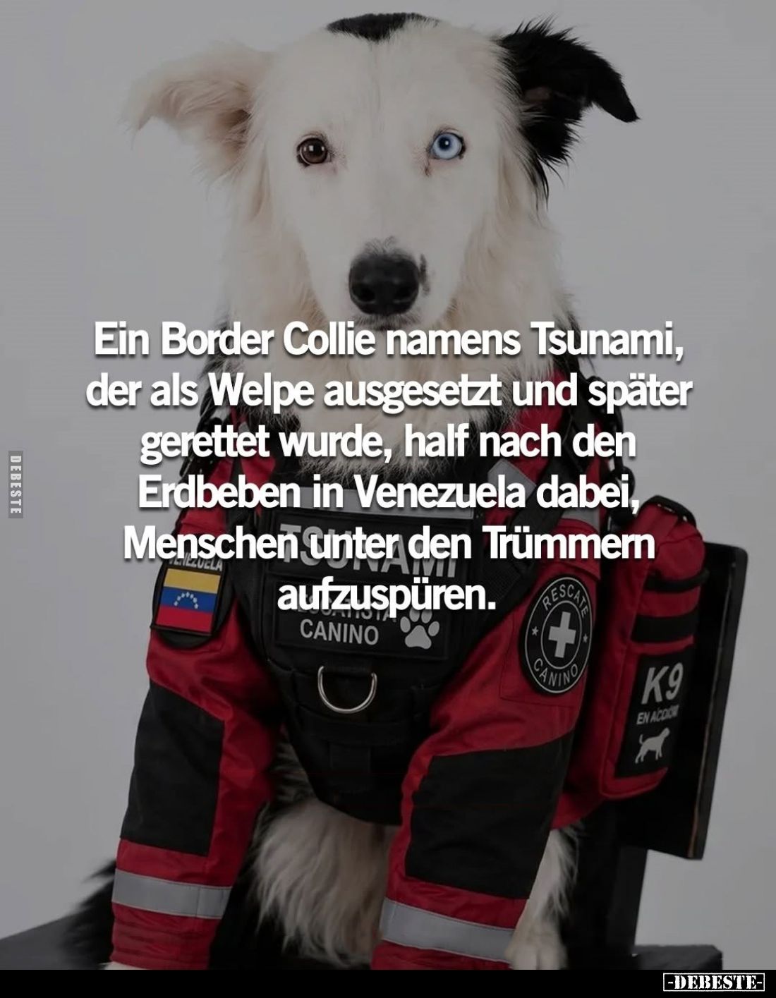 Ein Border Collie namens Tsunami, der als Welpe ausgesetzt und später gerettet wurde, half nach den Erdbeben in Venezuela dab...