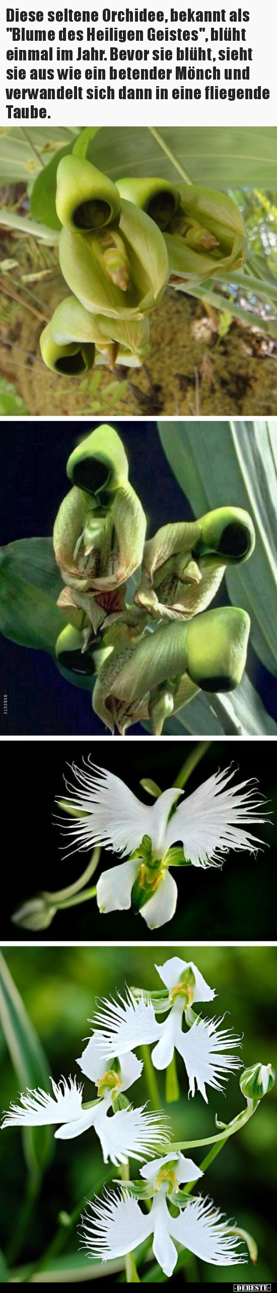 Diese seltene Orchidee, bekannt als "Blume des Heiligen.." - Lustige Bilder | DEBESTE.de