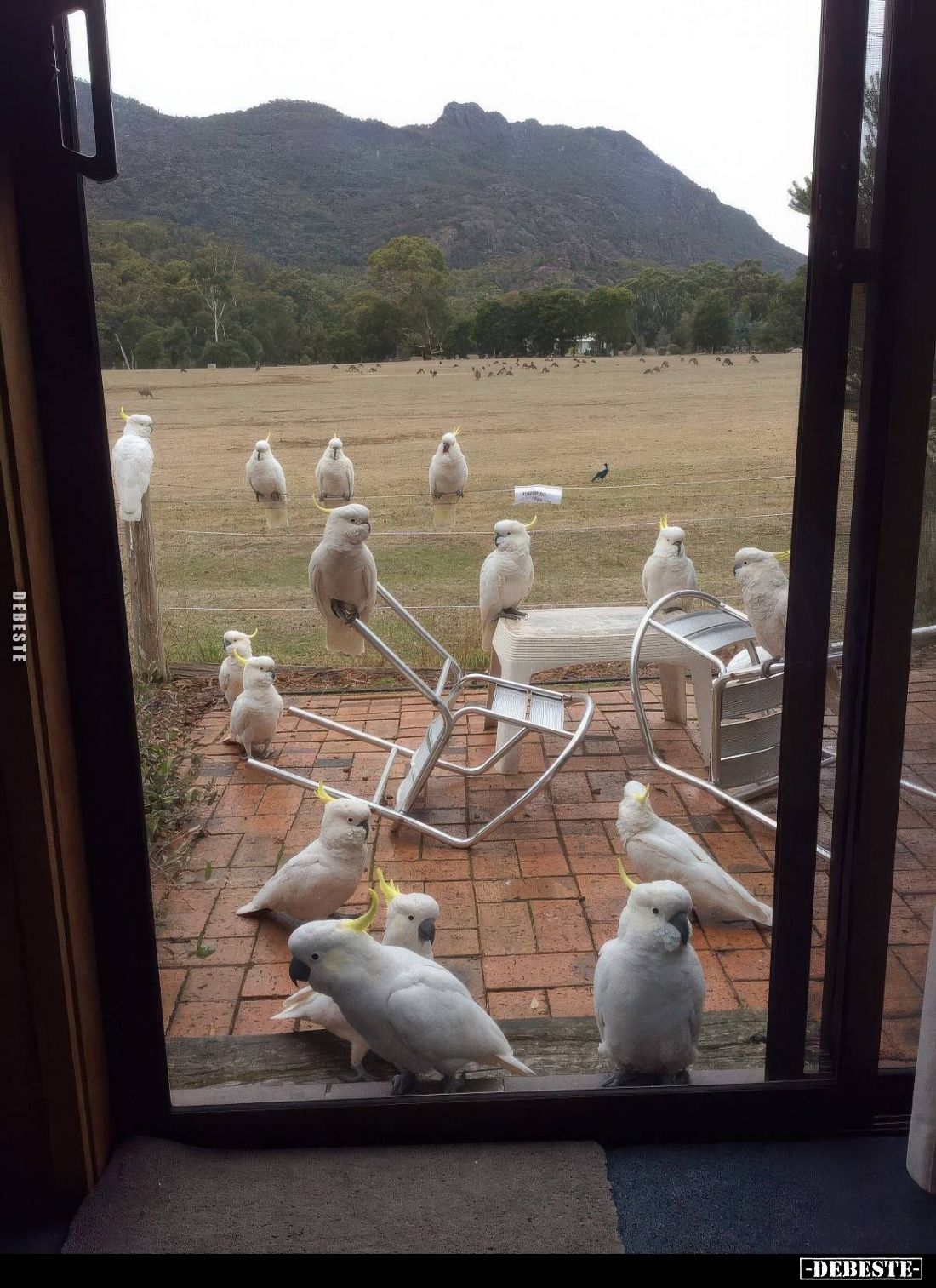 Unangekündigte Gäste..