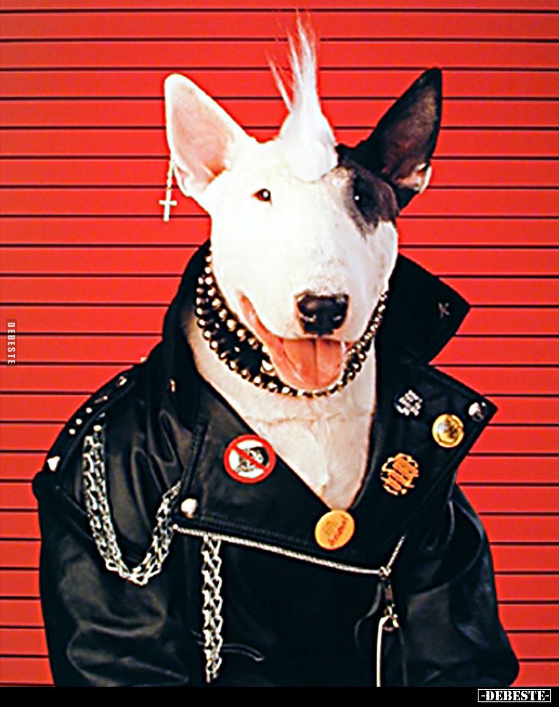  - Lustige Bilder | DEBESTE.de