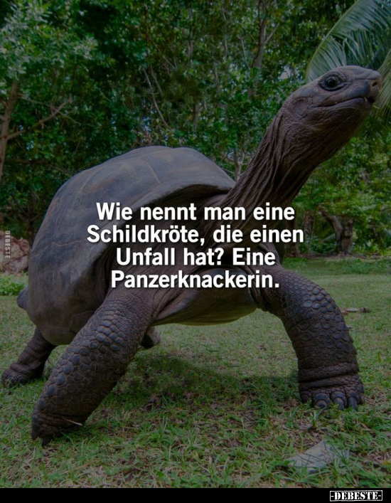 Wie nennt man eine Schildkröte, die einen Unfall hat?.. - Lustige Bilder | DEBESTE.de