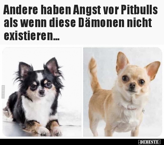 Andere haben Angst vor Pitbulls als wenn diese Dämonen.. - Lustige Bilder | DEBESTE.de