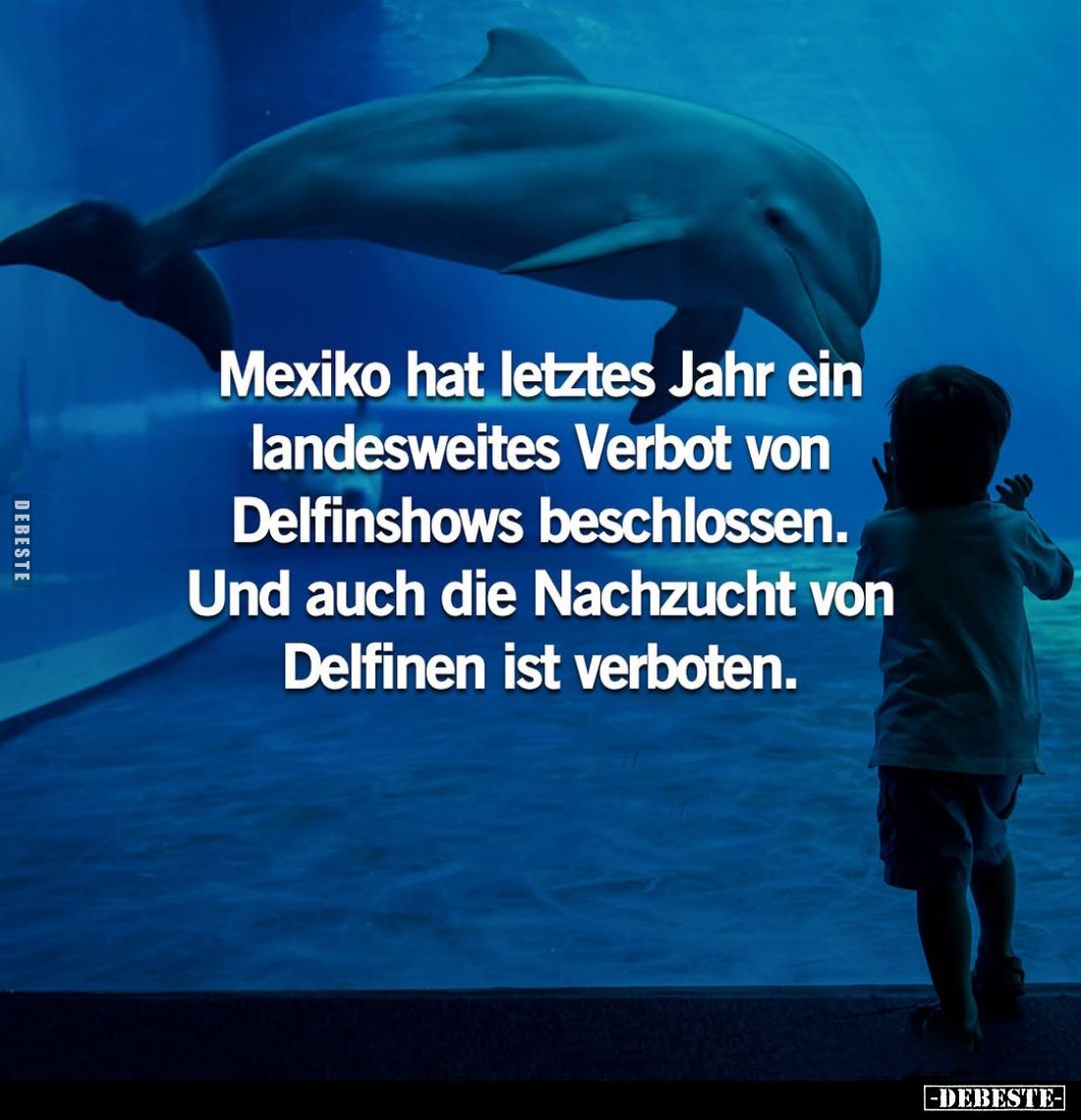 Mexiko hat letztes Jahr ein landesweites Verbot von Delfinshows beschlossen. Und auch die Nachzucht von Delfinen ist verboten...