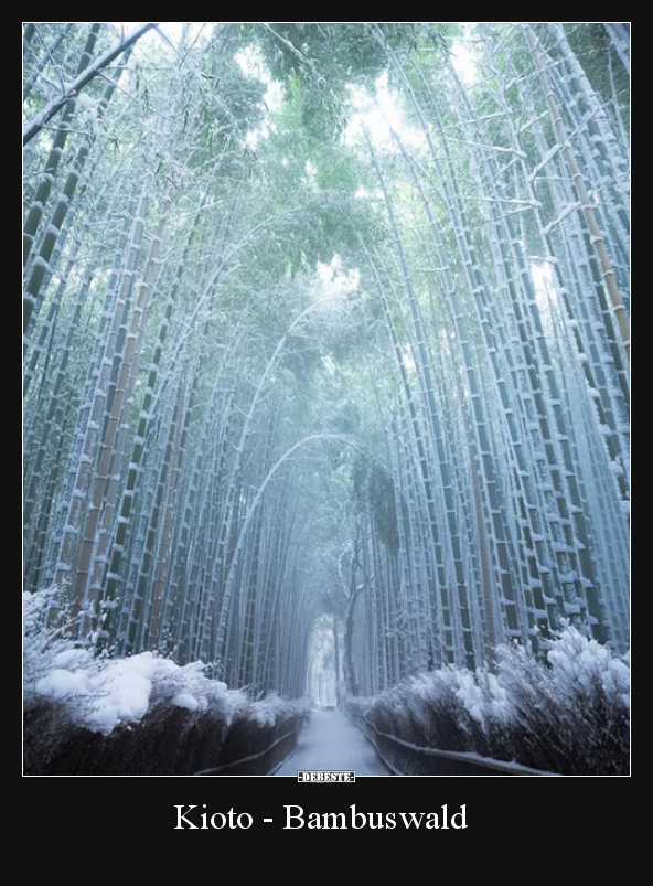 Kioto - Bambuswald.. - Lustige Bilder | DEBESTE.de