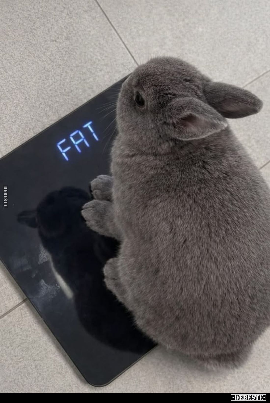 Fat.