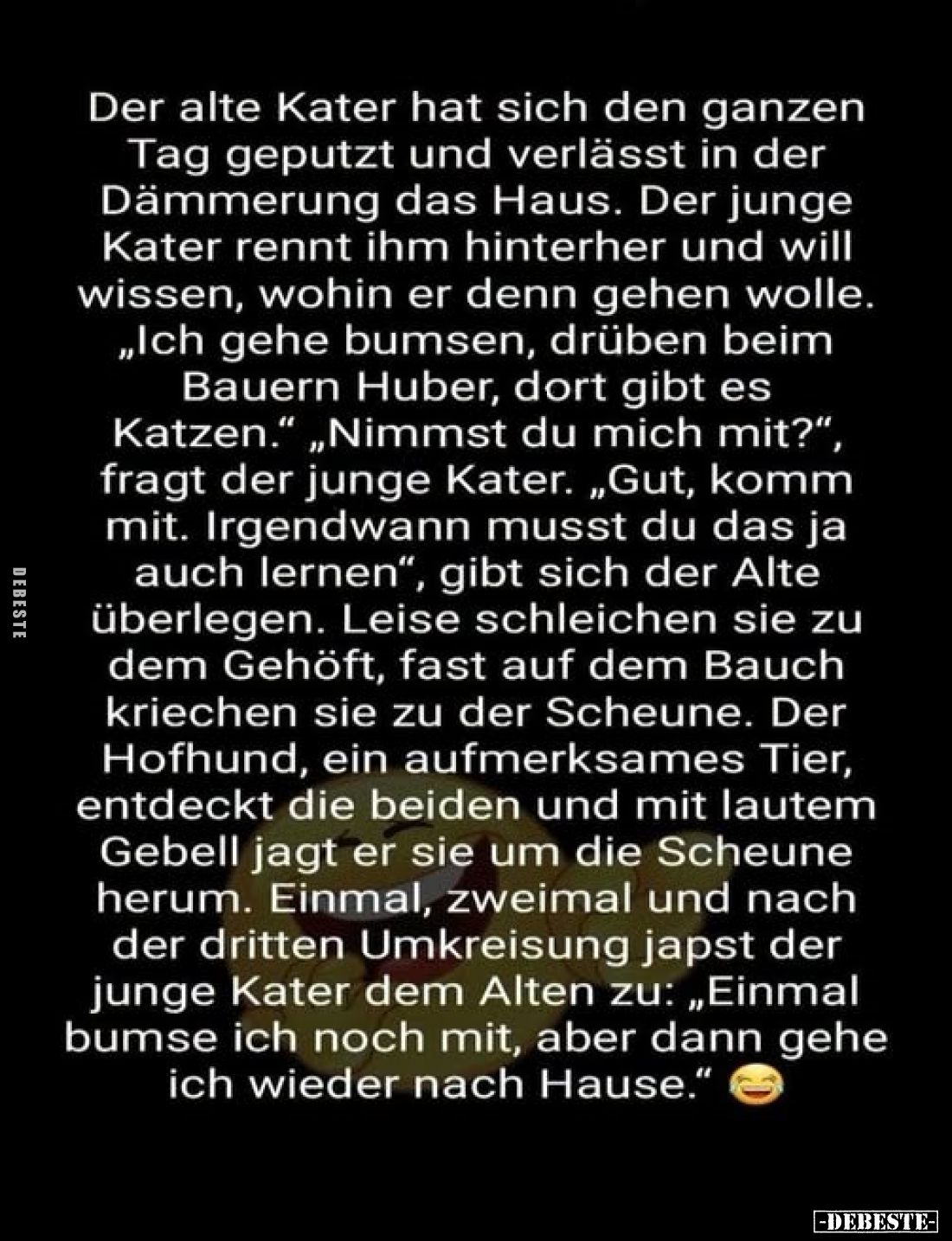 Der alte Kater hat sich den ganzen Tag geputzt und verlässt in der Dämmerung das Haus. Der junge Kater rennt ihm hinterher un...