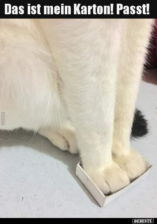 Das ist mein Karton! Passt!..